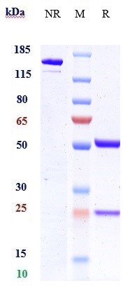 WB - Anti-ANGPTL4 Reference Antibody (Nanyang Tech.U. patent anti-ANGPTL4) APR10783